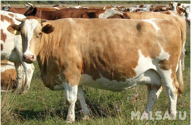 Продам оптом 30 голов коров с телятами по 350 тысяч тенге каждая